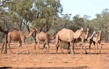 Feral camels
