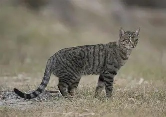 Feral cat