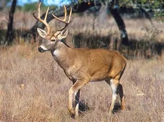 Feral deer