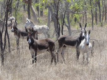 Feral donkeys