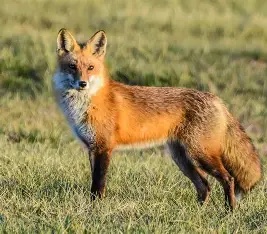 Fox