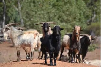 Feral goats