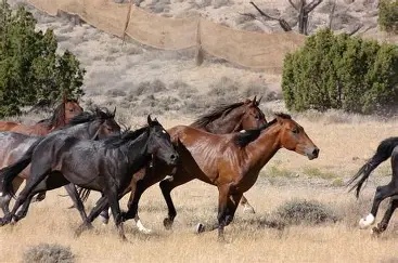 Feral horses