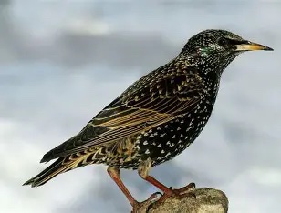Other pest birds