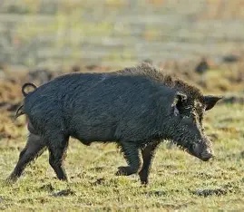 Feral pig