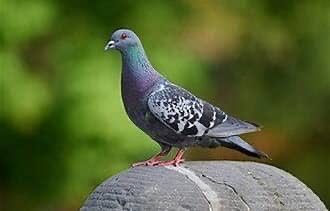 Feral pigeon