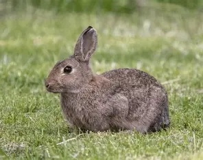 Feral rabbit
