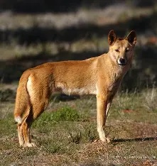 Wild dog